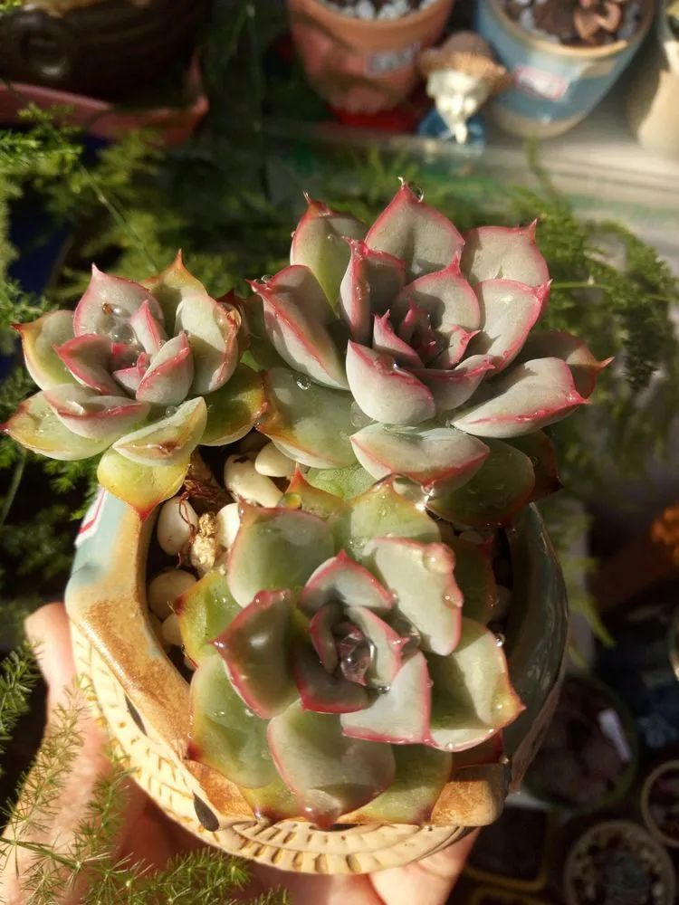 送瘟神,洒庭院,赏多肉,合家团聚话将来!