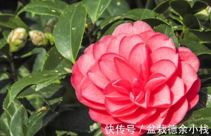 摇钱树|老人言:四种花草门前种,财富到家不是梦,指的是哪四种花