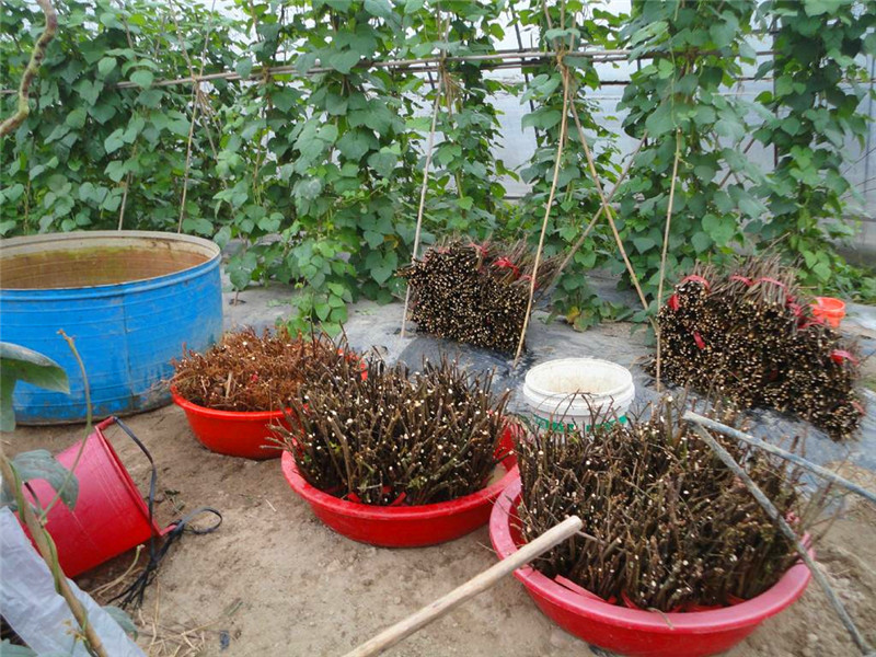 客厅多养“这3棵”树，一年分出50盆，盆盆都开花，邻居抢着要