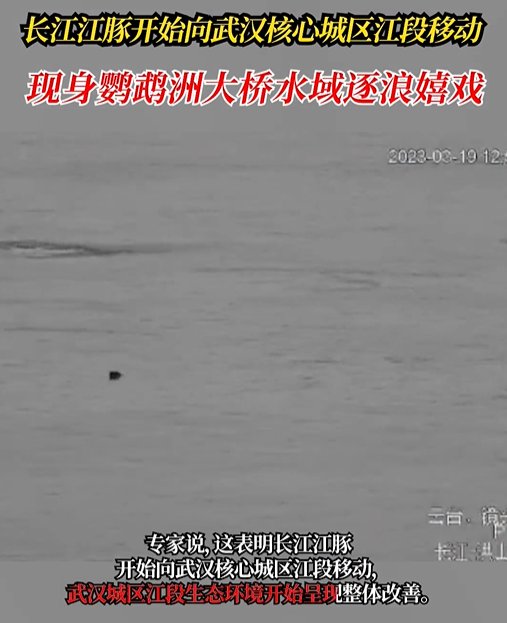 长江江豚开始向武汉核心城区江段移动 现身鹦鹉洲大桥水域逐浪嬉戏