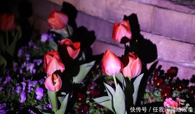 地球一小时︱探秘自然之夜，为地球发声