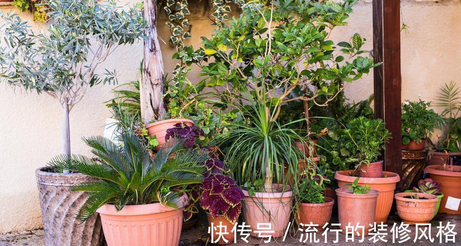 硫酸亚铁溶液|植物黄叶就用它调剂,当叶面肥、灌根,掌握住技巧贼好使