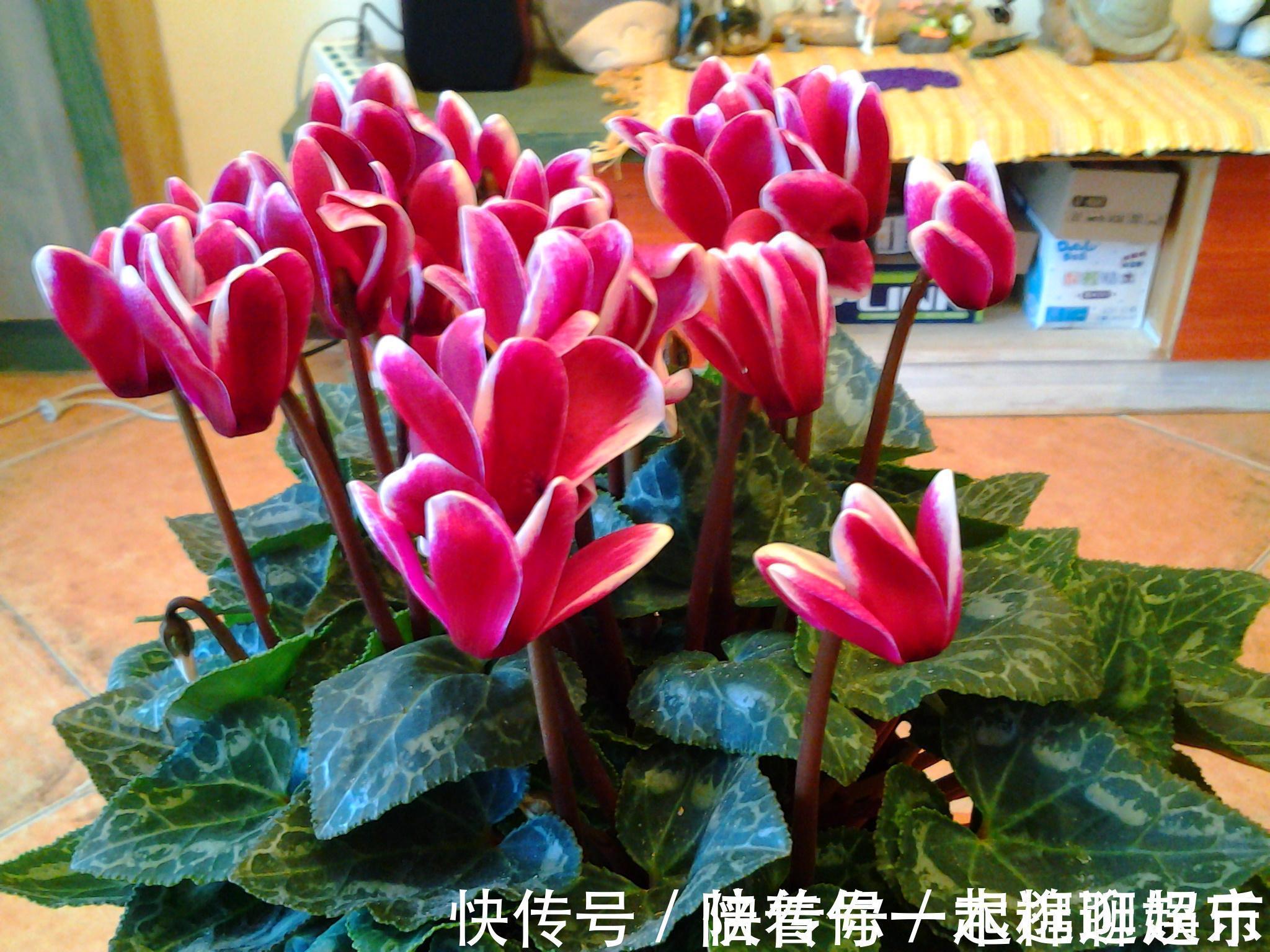 叶片|家中养一盆,有“灵气”的植物,油绿旺盛,招财旺家,平安,康健