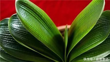 黄叶|养君子兰有3忌，避开不黄叶不烂根，猛窜大白根，呼呼冒花箭