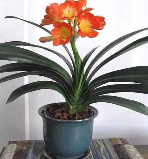 环境温度|君子兰养了7年,长得好却不开花?快催花,1个月就爆出大花头