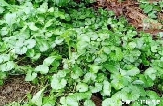 农村一种满地都是的普通野草,是对结石很有效的草药