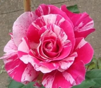  分享|分享10种大花月季，每一款开花鲜艳，香味清新，美翻了