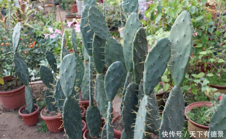 仙人掌如果掌握4个技巧,也能养成“仙人树”,方法很简单