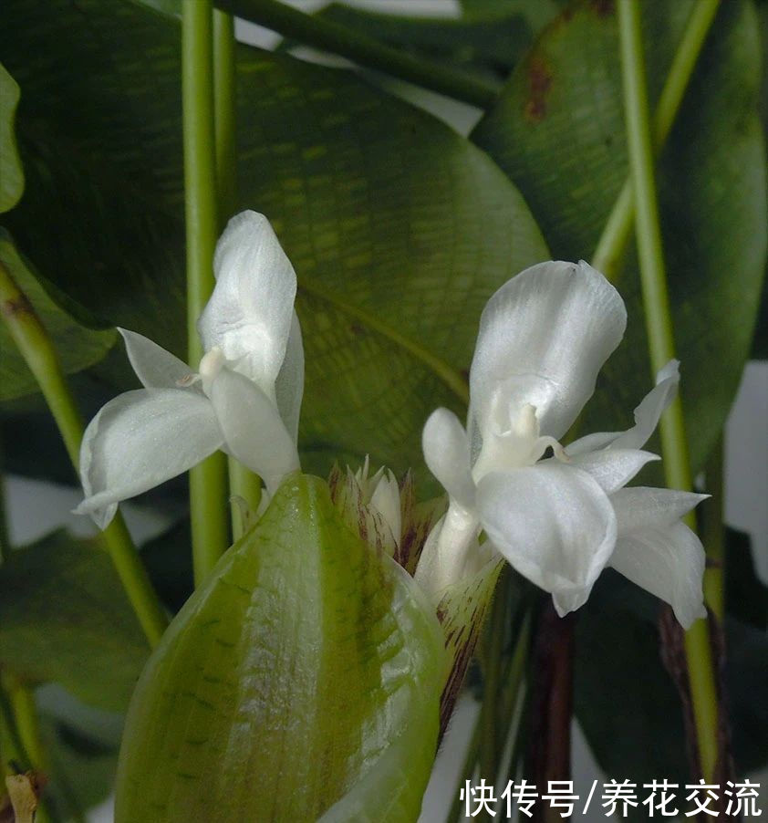  开花|让人忍不住“种草”的马赛克竹芋，暖房里养也不易干叶，还能开花