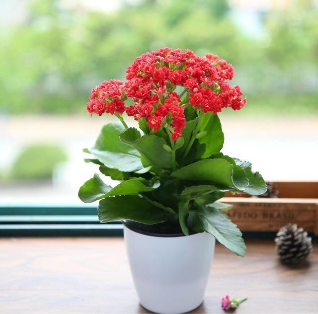 君子兰秋冬老烂根，原来是“水”浇多了，少点浇水开花反而多