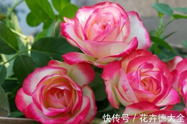 爆盆|月季夏天黑杆不用担心,可能3点没有做好,改变养护入秋就爆盆