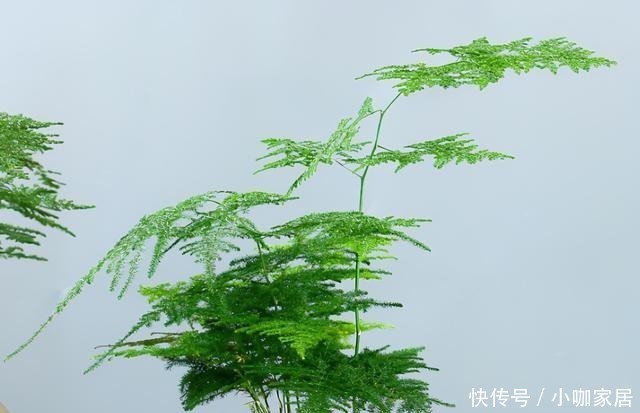 冬天养护文竹,避开这几个误区,叶片绿油油的越长越旺盛