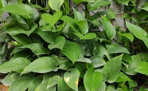  干叶|养绿萝预防大于治疗，不然干叶一直伴随你