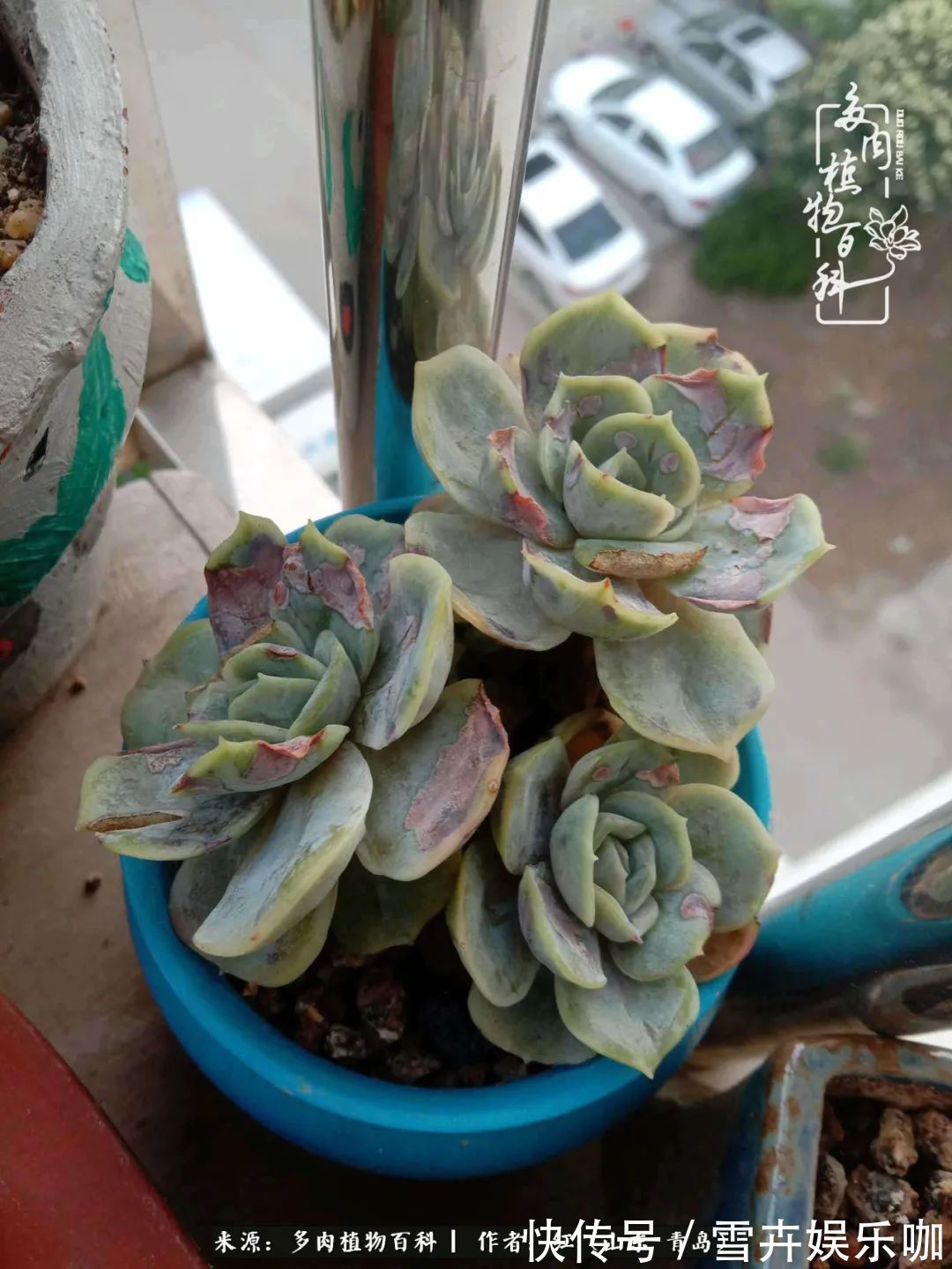 红稚莲|多肉度个夏,回到解放前!曾经有多美,现在就有多丑!