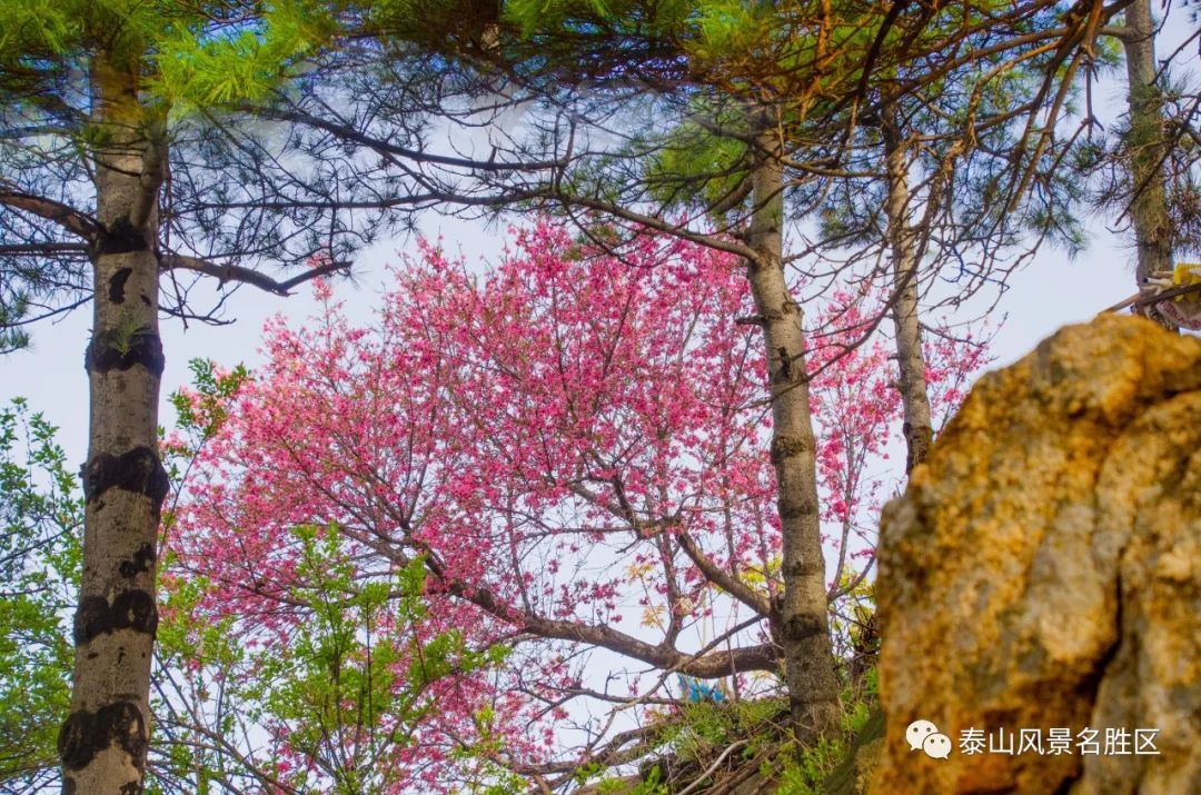 春红|林花谢了春红，醉染流年