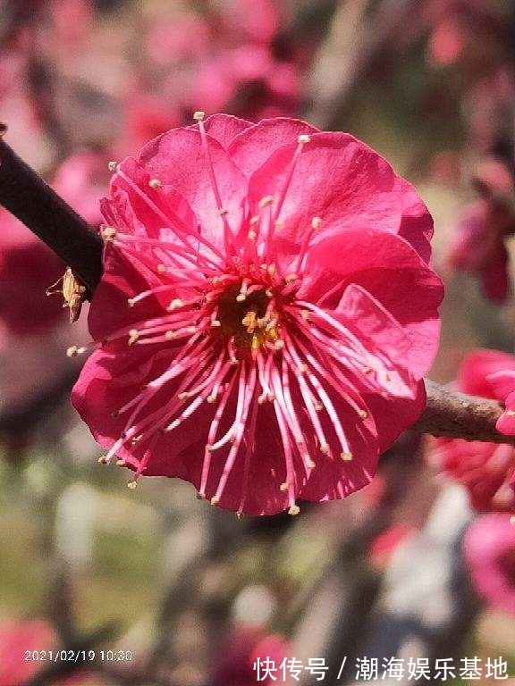 12个月各有各的花神，你出生在几月，你的花神就是它