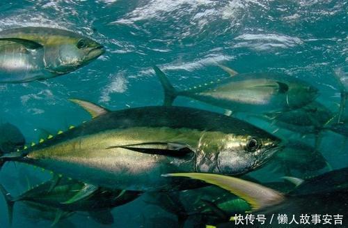 ep為何日本長壽老人很多？研究發現：他們常把4種食物當“零食”