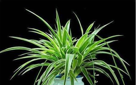 黄叶|养吊兰,最忌讳1件事,难怪黄叶,还弯折,现在纠正也不晚