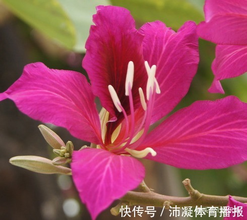此花有忠贞不渝的寓意,对香港有着非凡的意义,让人感受无尽幸运