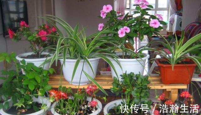 发酵|养花发酵肥水时间太久，教你1个“小技巧”，20多天就能用