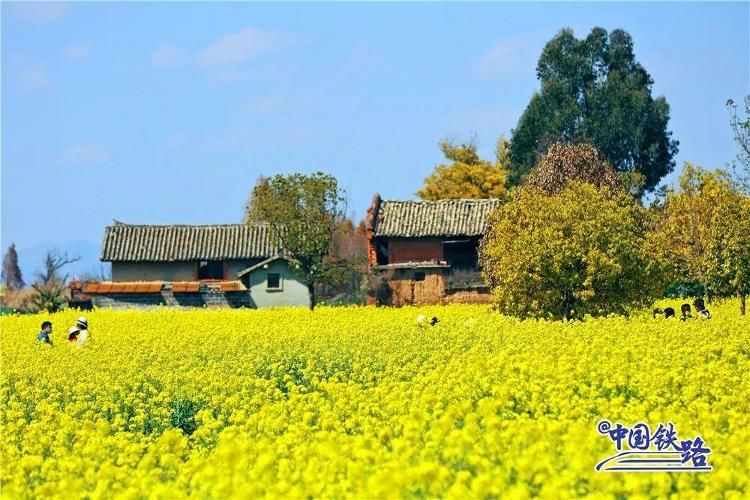 中国四大油菜花观景地图片