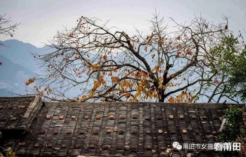 又见福建古村那一抹柿子红，你怎能错过？