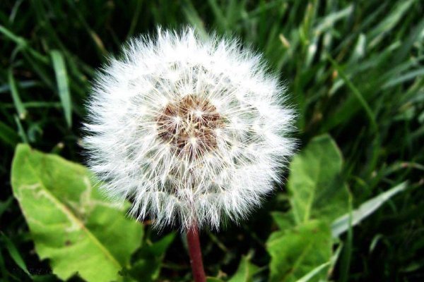 蒲公英泡水治百病有3类人喝了,只会“坑”了自己,早知早好