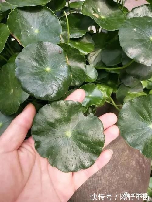 花土|花盆里撒一把“粉末”,防冻杀菌增肥力,根壮叶绿,猛长个!