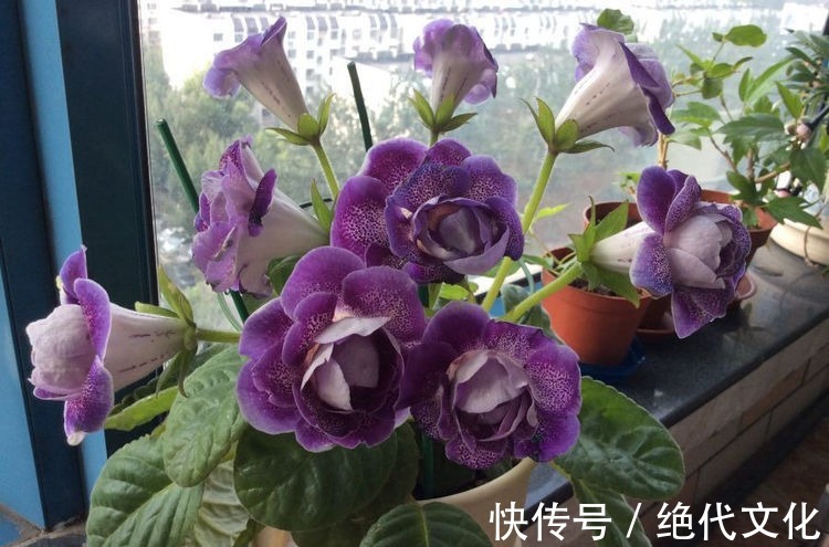 珍稀品菊“唐宇托桂”,似金凤展翅,金光灿灿,实属养花首选