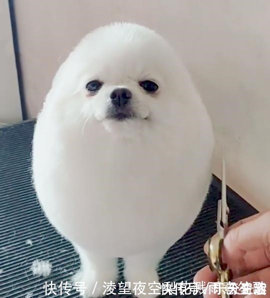 剪不剪|小长假不看点沙雕图怎么过!这世上竟有如此沙雕的手办!