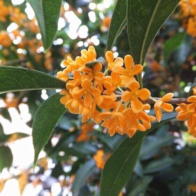 这6中“招财镇宅”的花卉!有钱人家里都养“它们”!好看又精致