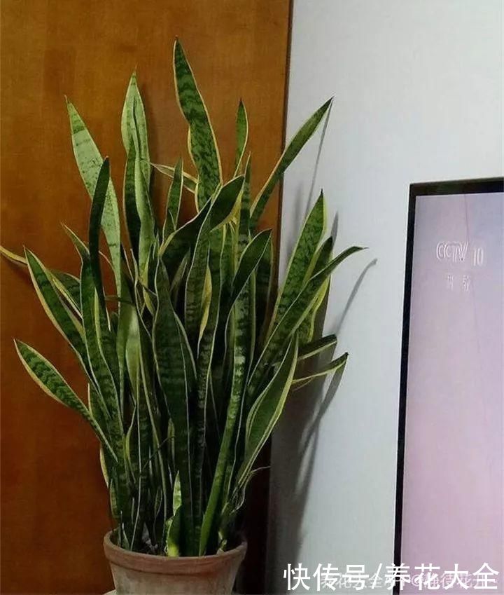 生根|6种花夏天扦插，枝条剁8段、撒土里，3岁小孩都能插活