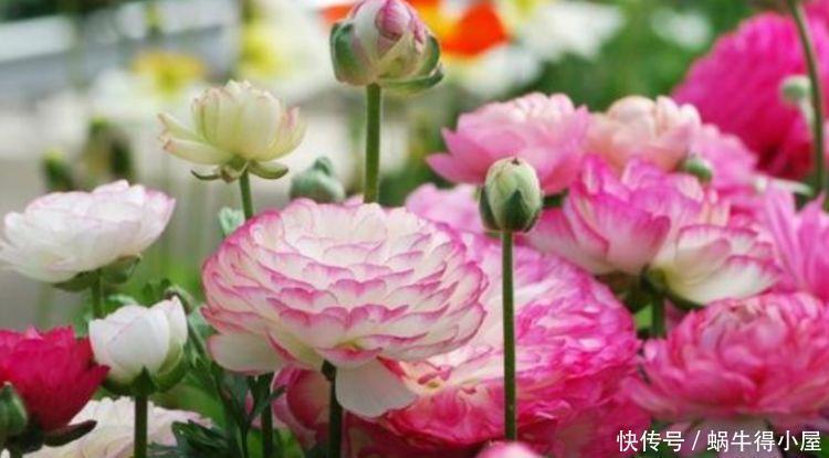 4种花超漂亮,个个美出状态,开满整个花盆