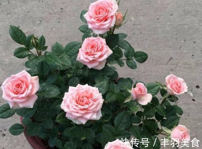 “2种料”兑水浇花，再硬的土，30天都变“松散”，太实用了