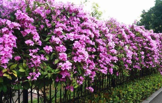 蒜香藤|此花,花开上千朵,一年能长2米高,比三角梅还强健,盛夏花最旺