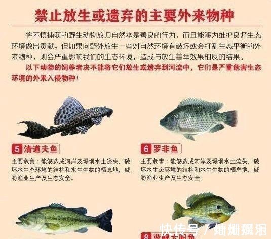 河道|实拍广州城中村河道,野生鱼成灾,有人一天钓几十斤,却踩死丢弃