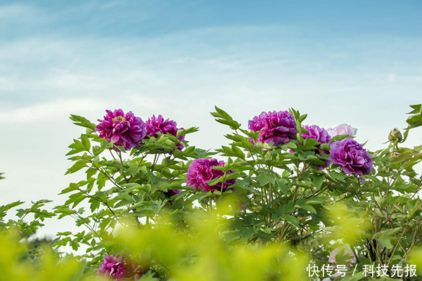 砥砺|龙池牡丹王封,以花为媒,不负众望,砥砺前行