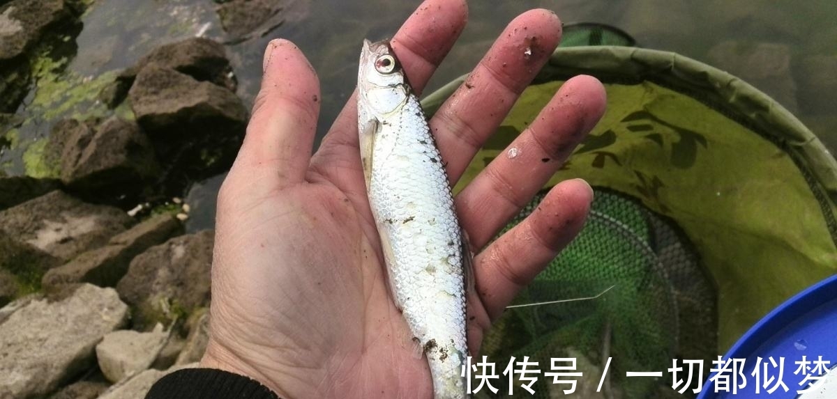 蓝鲫开饵这么用,渔获至少多两成