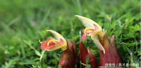 野生|农村常见的野生“紫茄子”如今走出国门，被称国家A级绿色食品