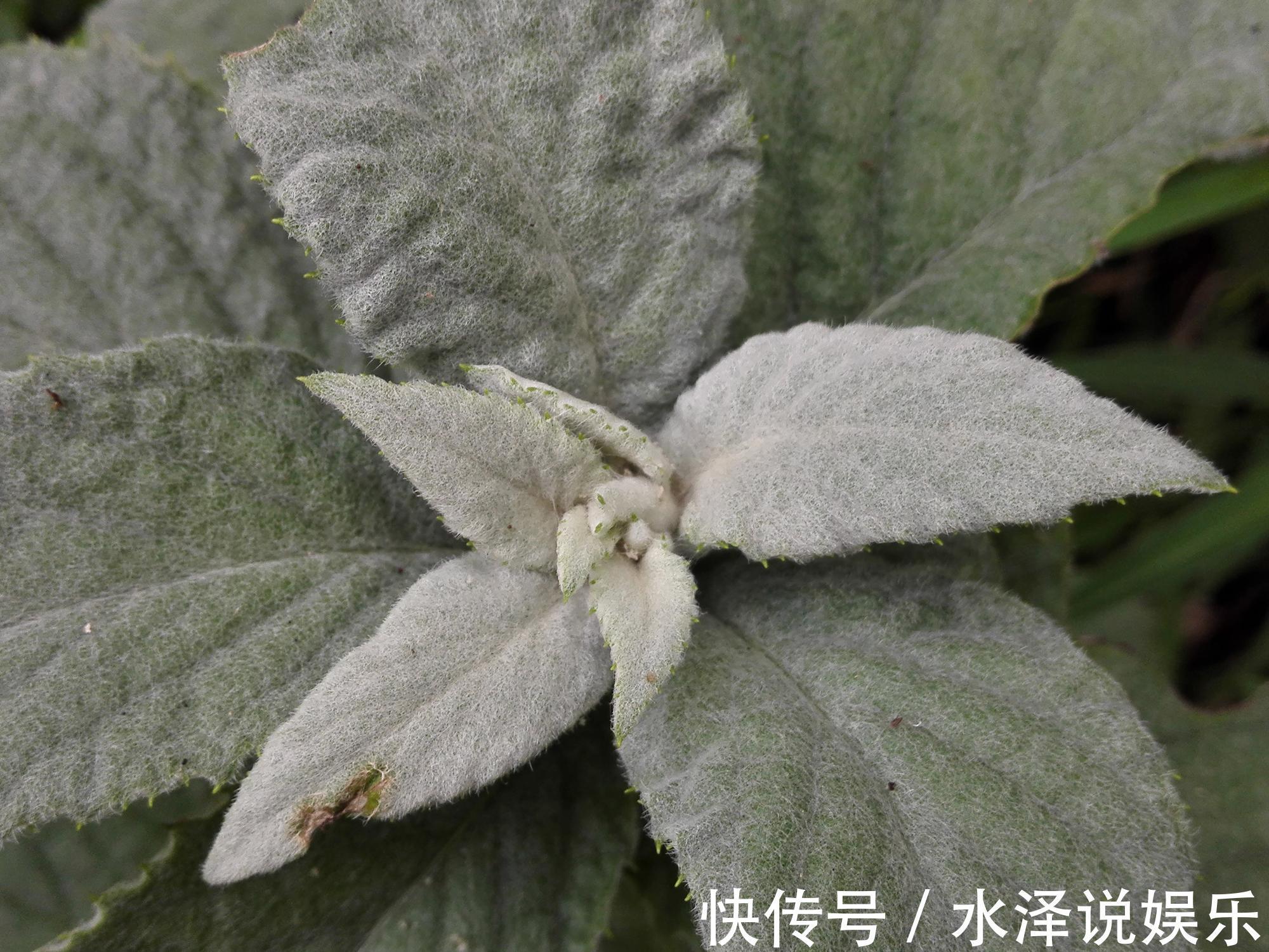 艾纳香|农村这野草价值很珍贵,是民间风湿良药,如今20元一斤成稀罕货