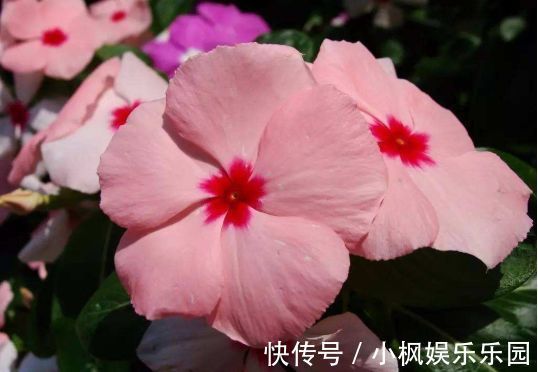 好运|4种花养在家里,一整年都有好运气,养在哪里都爆盆,好运到来
