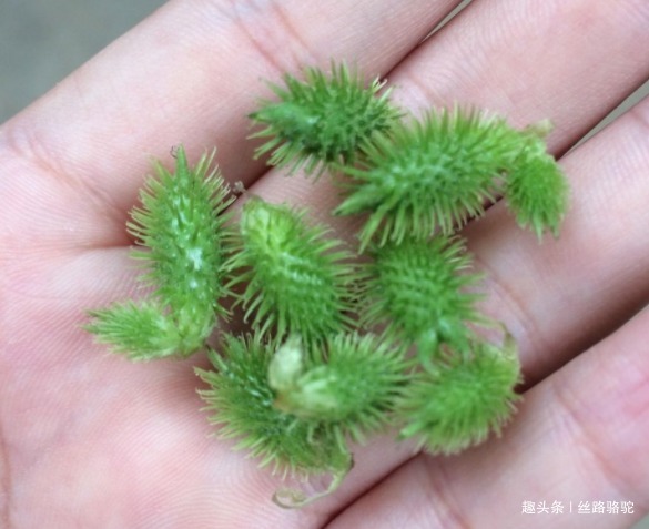 卵形|苍耳,随处可见的一种植物,你知道它的作用和禁忌吗
