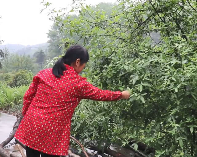 花椒|一种自带香味的叶子,农村大妈摘来油炸,吃着味道比花椒还香