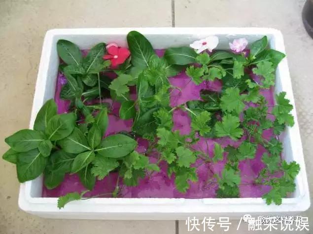 1把沙子撒盆里,土不板结根不烂,叶不黄小飞虫也没了!