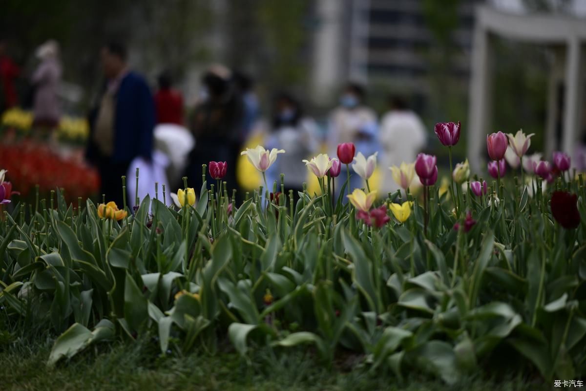 植物园姹紫嫣红是老人聚会的好地方【严建设】