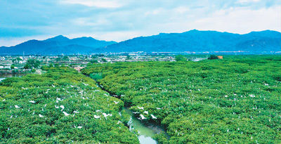 小康|绿满山川奔小康