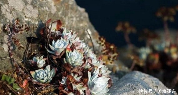 悬崖|偶遇长在悬崖上的野生多肉，这些见都没见过，挖一把就赚大发了！