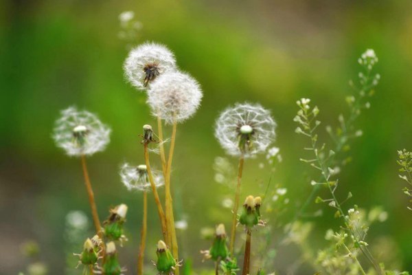 蒲公英泡水治百病有3类人喝了,只会“坑”了自己,早知早好