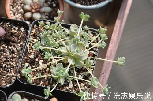 多肉到底多好扦插掉下来的叶片埋土里,自己又长一盆