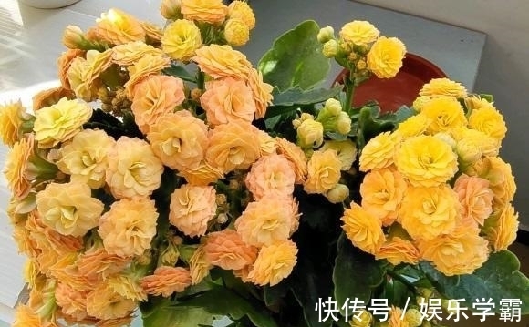 颗粒肥|养出一盆好的长寿花,一定要舍得用肥料,肥料够了才能开花